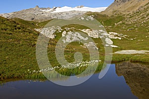 Mountain lake with Cottongrass