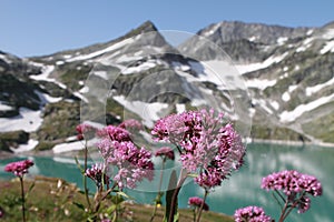 Mountain lake and flowers in apls, Austria