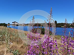 Mountain lake and hut on the horizon with beautiful pink flowers and blue sky