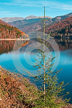 Mountain lake in late autumn with a fir tree in the foreground
