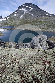 Mountain, lake and lichens landscape of Jotunheimen, Norway