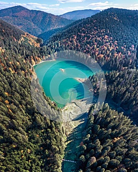 Mountain lake in the pine forest