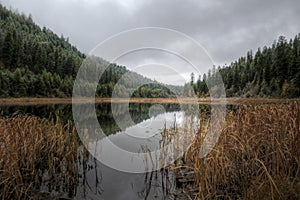 Mountain Lake with Reeds