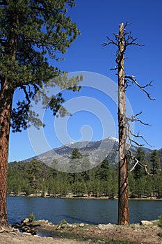 Mountain lake and trees photo