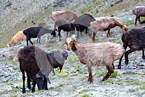 Mountain lands and flock of sheep