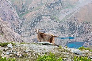 Mountain lands and male sheep with long wool
