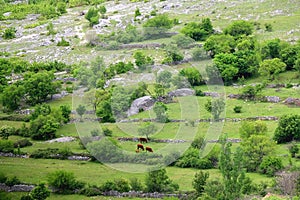 Mountain Landscape