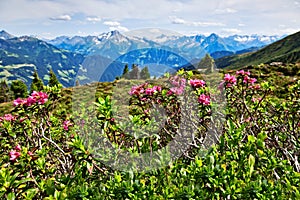 Mountain landscape with Alpine Roses in the foreground. Zillertal Valley