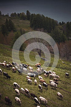 mountain landscape of Alps with caws on pasture. Healthy food farming concept. photo