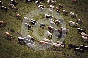 mountain landscape of Alps with caws on pasture. Healthy food farming concept. photo