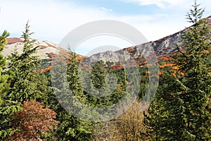 Mountain landscape autumn, fir trees