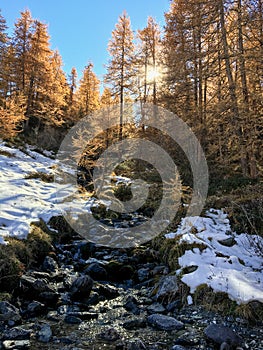 Mountain landscape in autumn: small torrent in a larch forest in