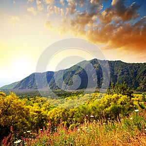 Mountain landscape with blooming bushes near the volcano Vesuvius at sunset, Italy.