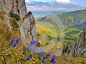 Mountain landscape with blue flowers