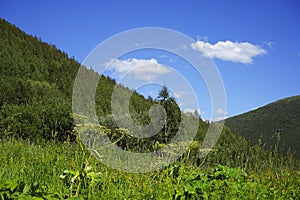 Mountain landscape with blue sky, green forest, trees and grass.