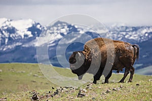 Mountain landscape with buffalo on horizon