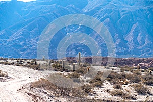 mountain landscape with cacti in south america