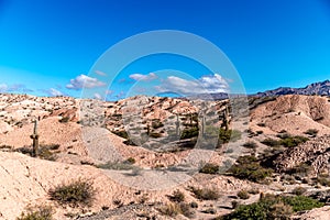 mountain landscape with cacti in south america