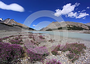 Mountain Landscape. Canadian Rockies. Jasper National Park, Alberta, Canada