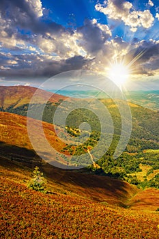 mountain landscape with coniferous forest on hillside under the a blue summer sky with clouds at sunset