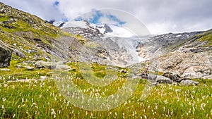 Berg Wiese a gletscher 