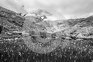 Berg Wiese a gletscher 