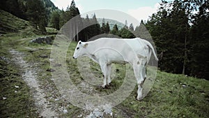 Mountain landscape with cow in foreground.