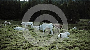 Mountain landscape with cow in foreground.