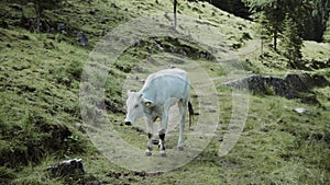 Mountain landscape with cow in foreground.