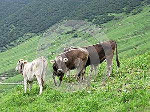 Mountain landscape with cows