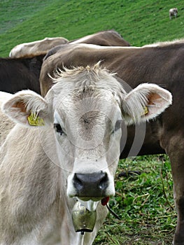 Mountain landscape with cows