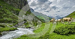 Mountain landscape with cows in the French Pyrenees