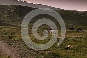 Mountain landscape - dark mountain ridge in evening mist with pink sky white black wild horses grazing on lush green meadow