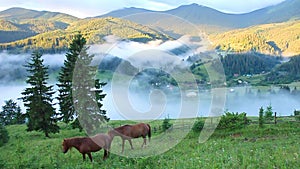 Mountain landscape at dawn, grazing horses on the slopes and hills covered with fog