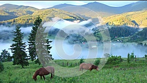 Mountain landscape at dawn, grazing horses on the slopes and hills covered with fog