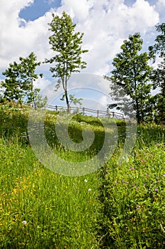 mountain landscape, deciduous trees, spring meadow