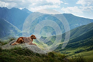 Mountain landscape with a dog. A trip to Georgia. Pet on a background of beautiful nature. Nova Scotia Retriever on a trip