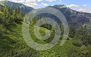 Mountain landscape, fir trees grow on the mountainside, sunny summer day in the Tatra Mountains.