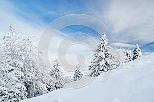 Mountain landscape with fir trees on slope