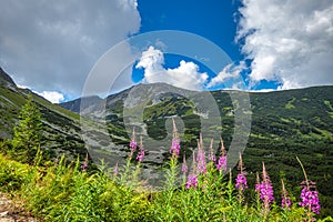 Mountain landscape with fireweed flowers in Rohace area of the T