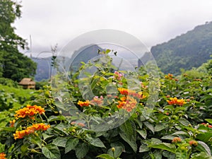 Mountain landscape with flower grassland.Beautiful mountain ridges and spring flowers field