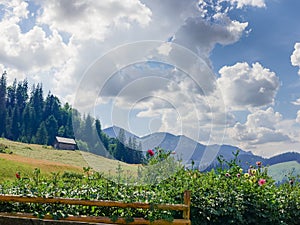 Mountain landscape with flowers, hayfield and household building