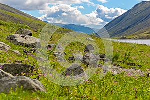 Mountain landscape with flowers. Hibiny mountains, Arctic circle, Kola peninsula, Murmansk region, Russia