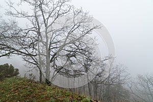 Mountain landscape with fog, silhouette of trees and lonely low visibility environment. Morcuera photo