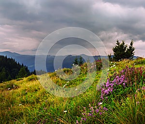 Mountain landscape. glade with flowers against a background of mountains and fog.