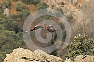 Mountain landscape with golden eagles flying