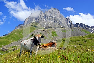 Mountain landscape with grazing cows