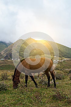 Mountain landscape with grazing horses