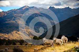 Mountain landscape with grazing sheep