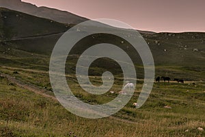 Mountain landscape - green mountain hills in pastel pink light of sunset and wild white and black horses grazing on lush green